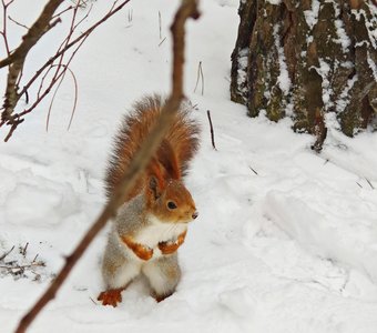 Белка в ожидании орешков