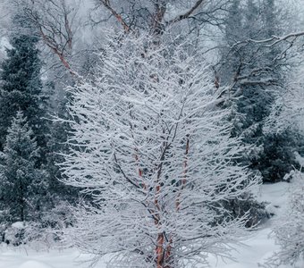 Фантазии зимы