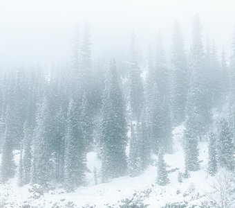 Шепот елей в белой мгле