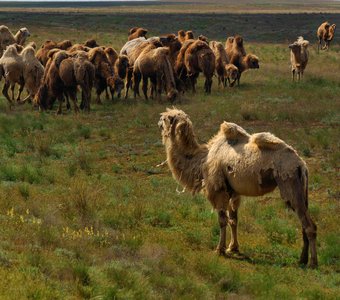 Калмыцкие верблюды