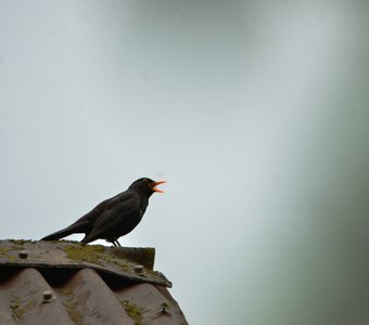 Весення песня