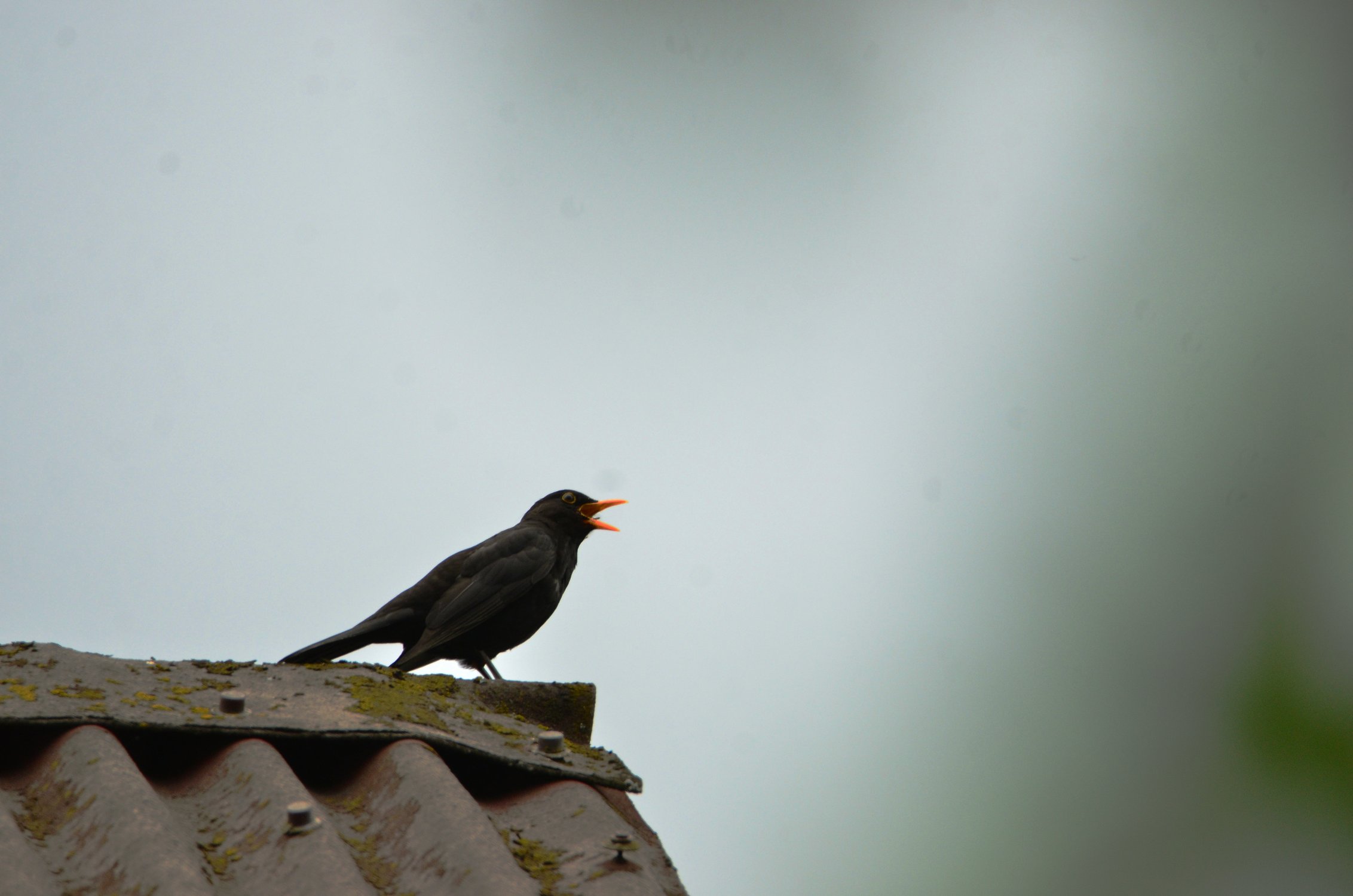 Весення песня