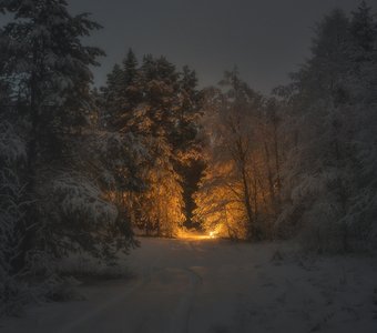 Вечер в ноябрьском лесу