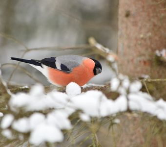 Любопытный снегирь