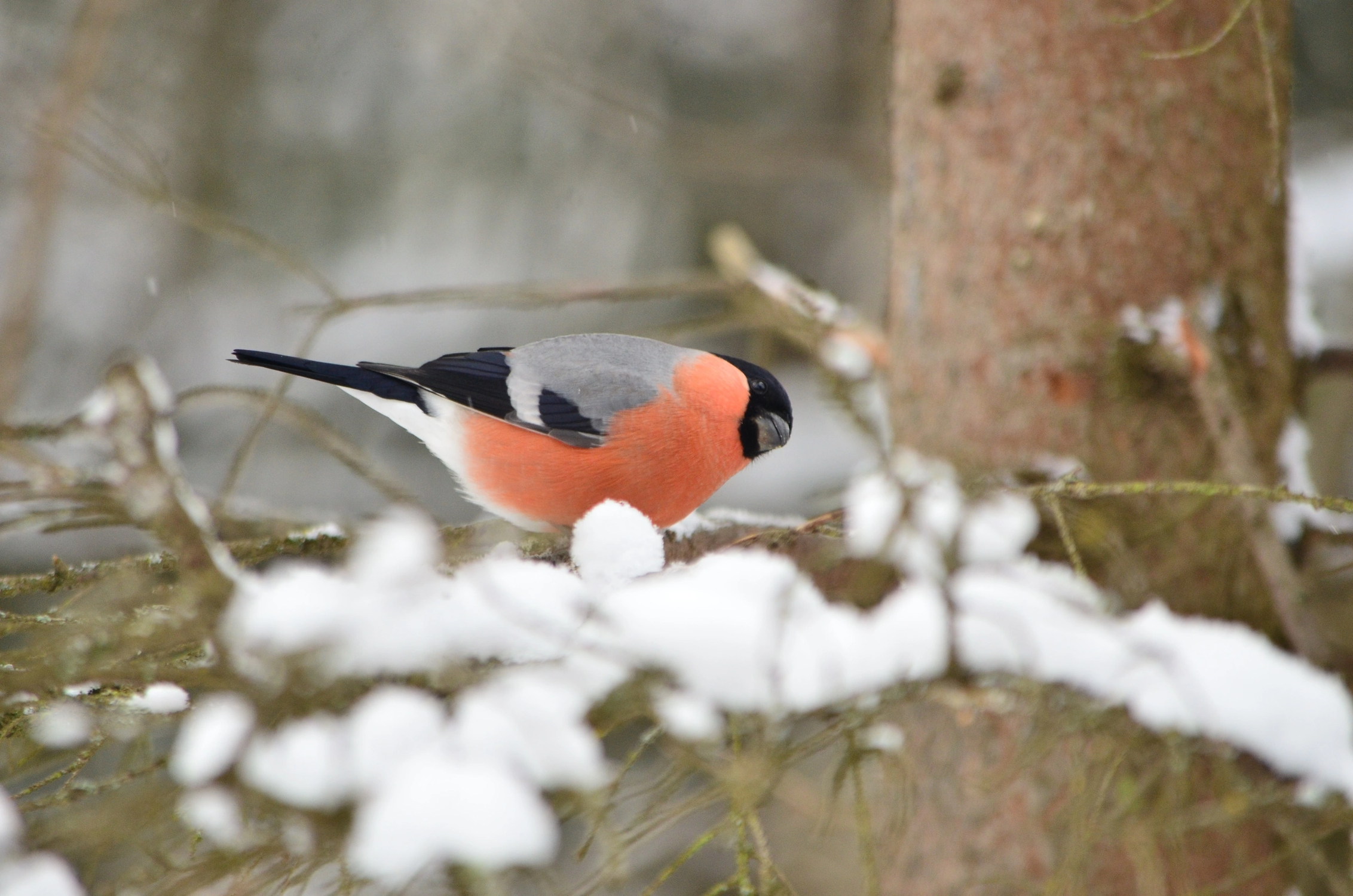 Любопытный снегирь