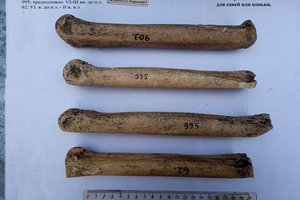 На Кубани найдены античные костяные «коньки»