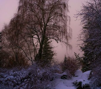 Зимний вечер в ботаническом саду МГУ