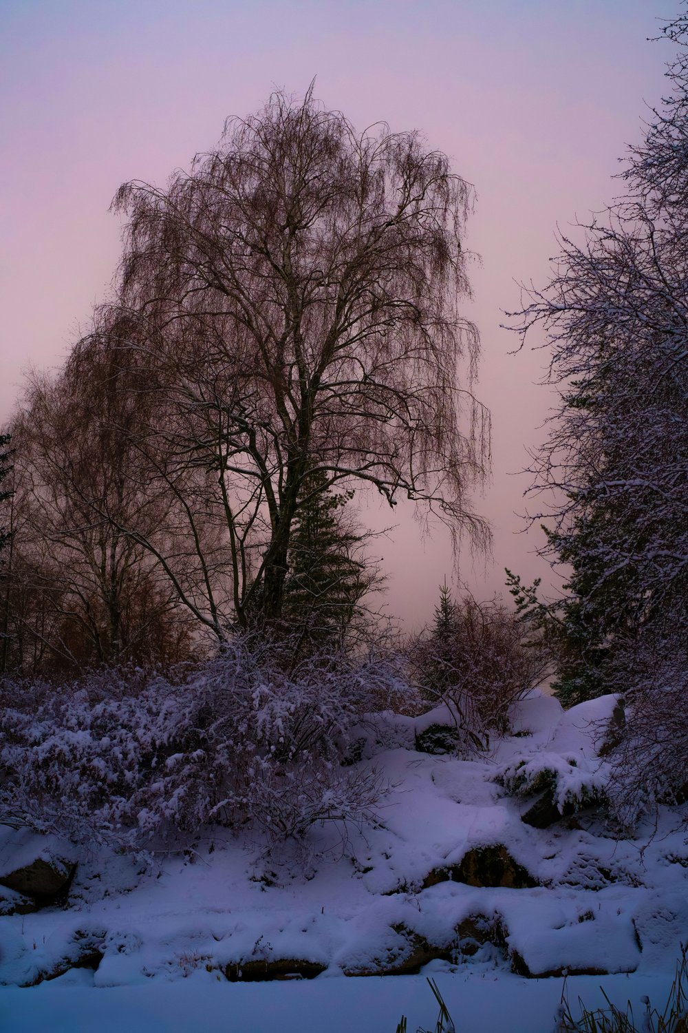 Зимний вечер в ботаническом саду МГУ