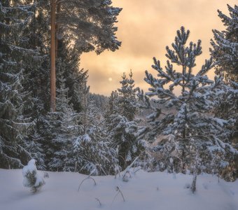На закате зимнего дня