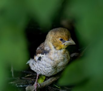 Сыграем в прятки?