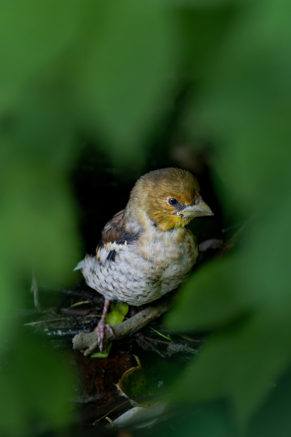 Сыграем в прятки?