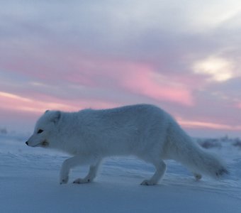 Сумеречный охотник