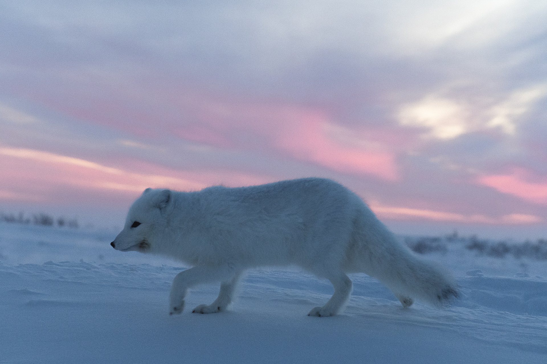 Сумеречный охотник
