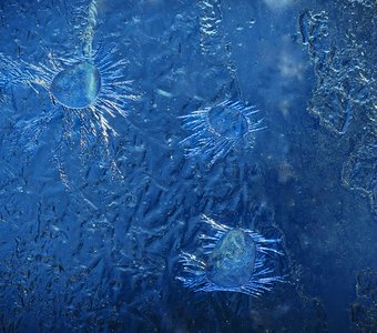 Ледяные "инфузории"