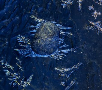 "Космическая ледяная инфузория"