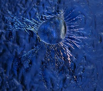 Ледяная инфузория