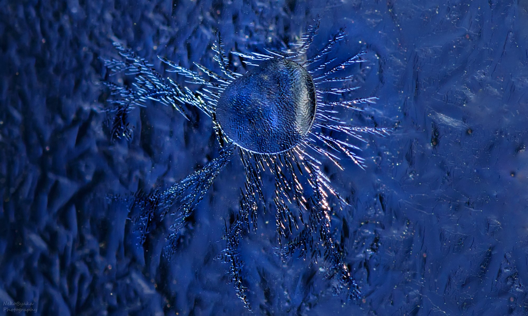 Ледяная инфузория