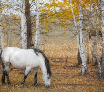 Осенняя пастораль
