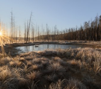 Первые заморозки