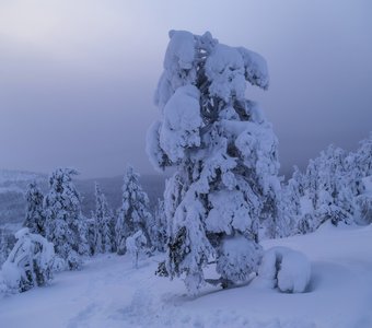 Под покровом зимы