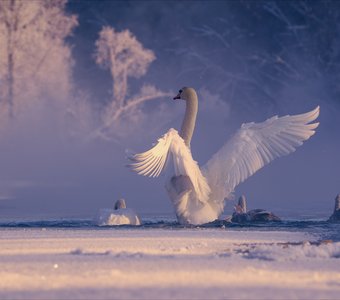 Выживать красиво