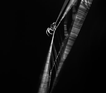 По стрункам