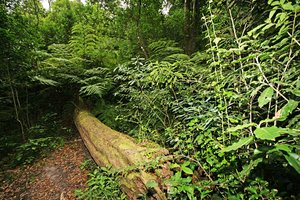 Леса Африки больше не поглощают углерод, а выделяют его