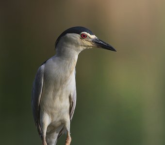 Позиция № 1