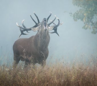 Голос осени