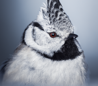 Хохлатая синица (Lophophanes cristatus)