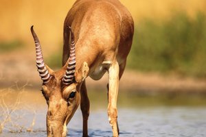 В мире впервые за долгое время разрешили торговлю рогами сайгака