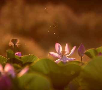 Лотосовая песня