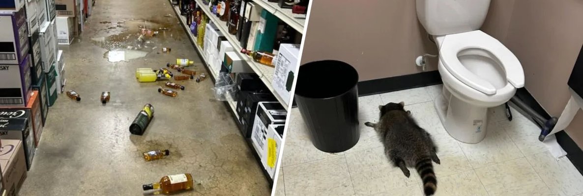 Енот разгромил винный магазин и уснул