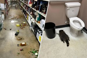 Енот разгромил винный магазин и уснул