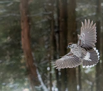 Красавица-кедровка