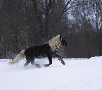 Свобода в зимнем галопе