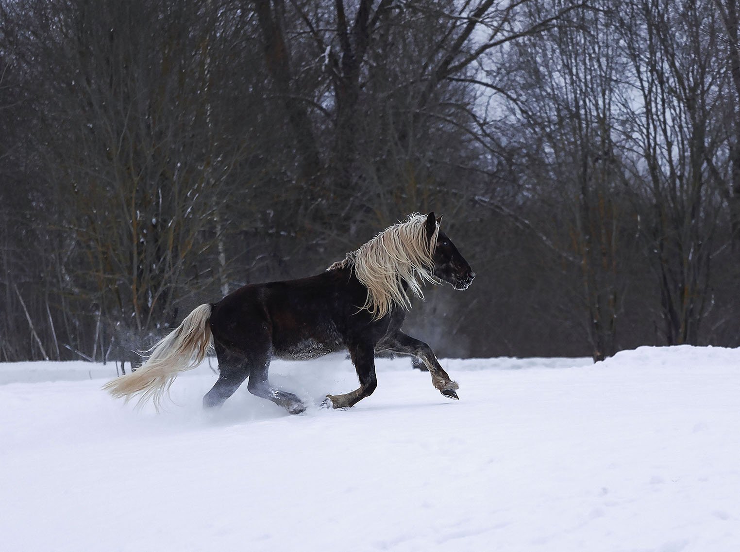 Свобода в зимнем галопе