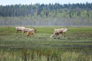 Тайны миграции: как современные технологии помогают сохранить дикого северного оленя