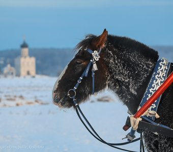 Боголюбовский скакун морозным январским днём.