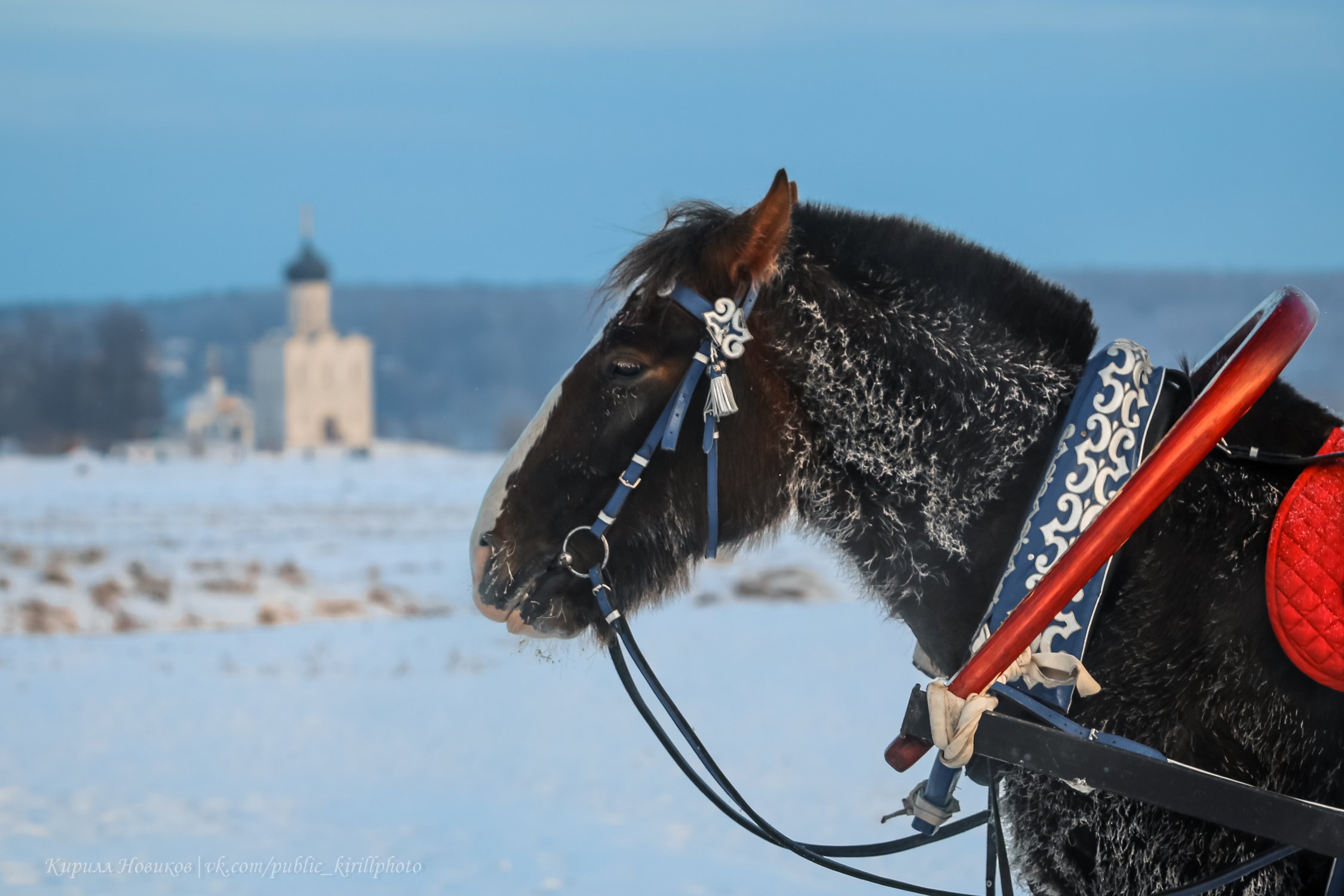 Боголюбовский скакун морозным январским днём