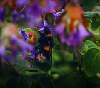 В зарослях душицы