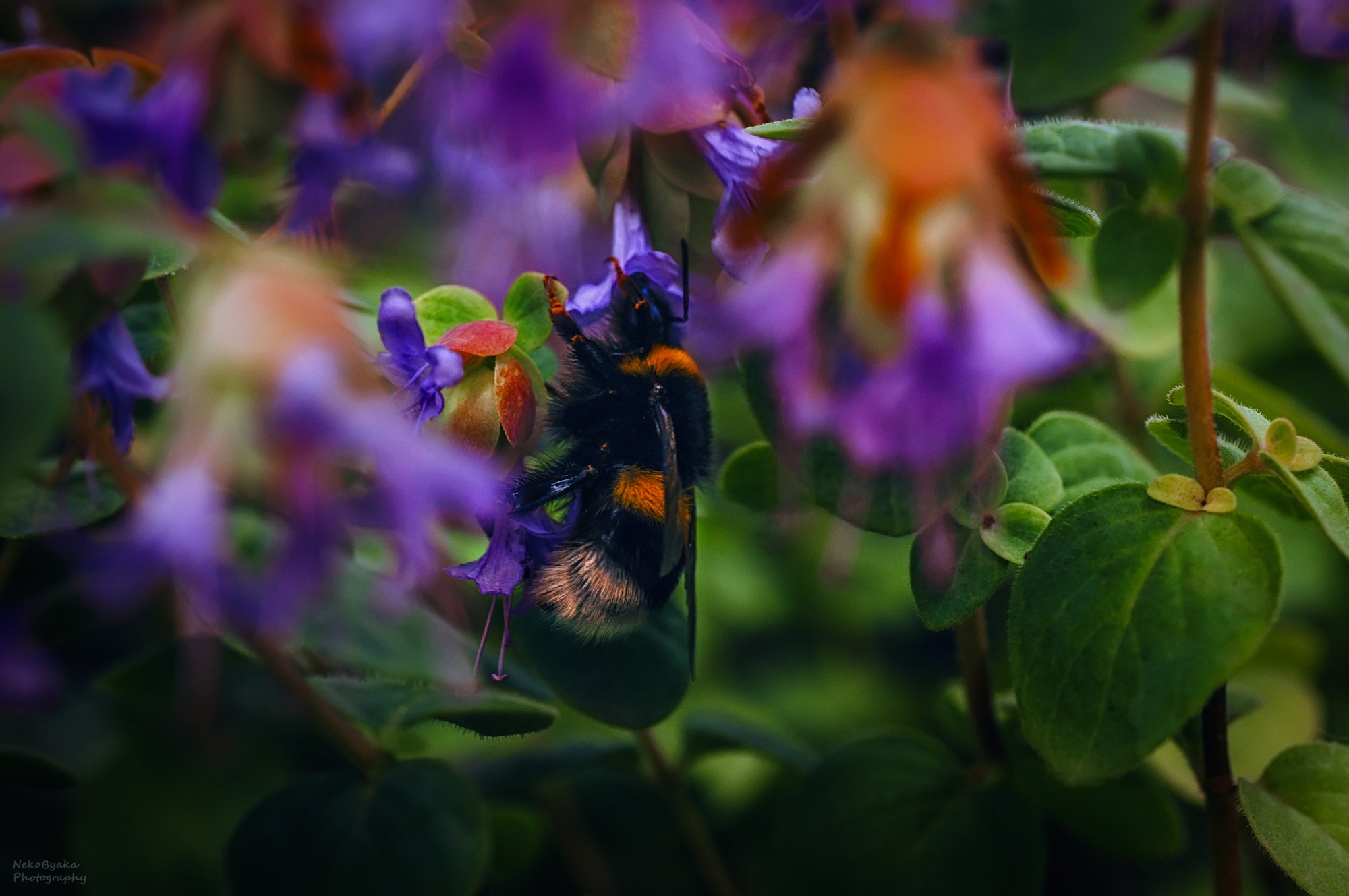 В зарослях душицы