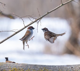 Борьба за еду