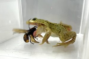 Этим лягушкам не страшен смертельный яд шершней