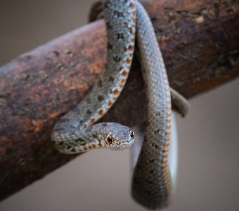 Каспийский полоз