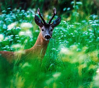 Таинственный гость