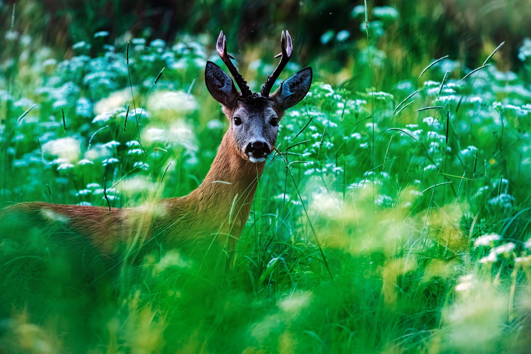 Таинственный гость