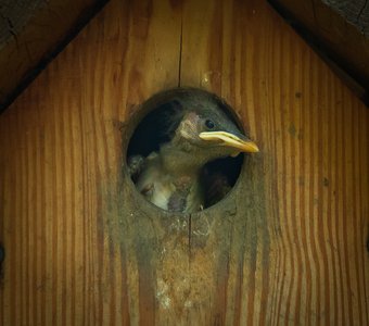 Привет, я родился!