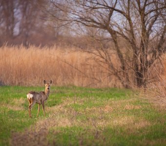 Сибирская косуля
