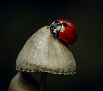 Грибной отдых